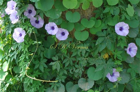  Plant bearing flowers